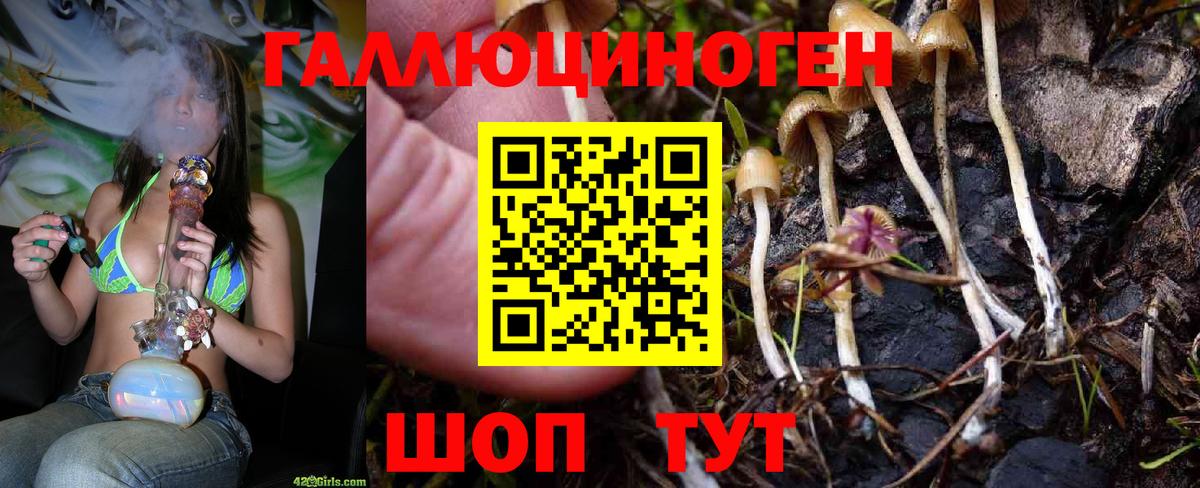 Псилоцибиновые грибы Psilocybine cubensis Черняховск