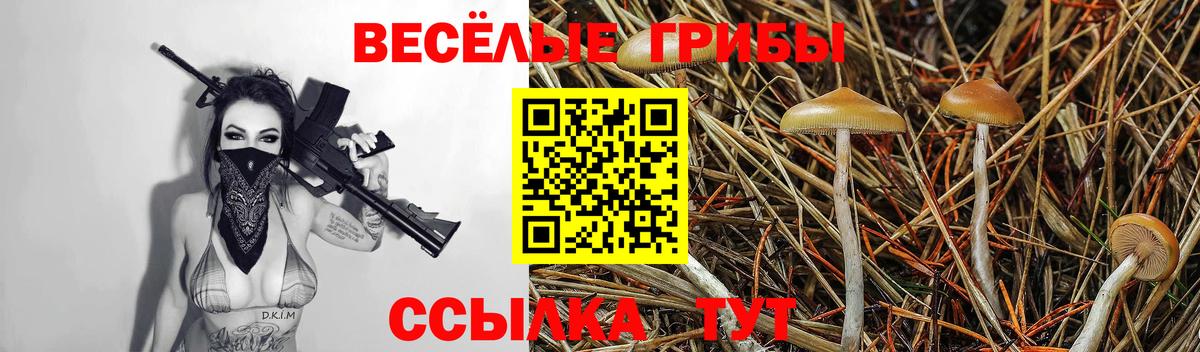 Галлюциногенные грибы прущие грибы  Вход с VPN  Черняховск 